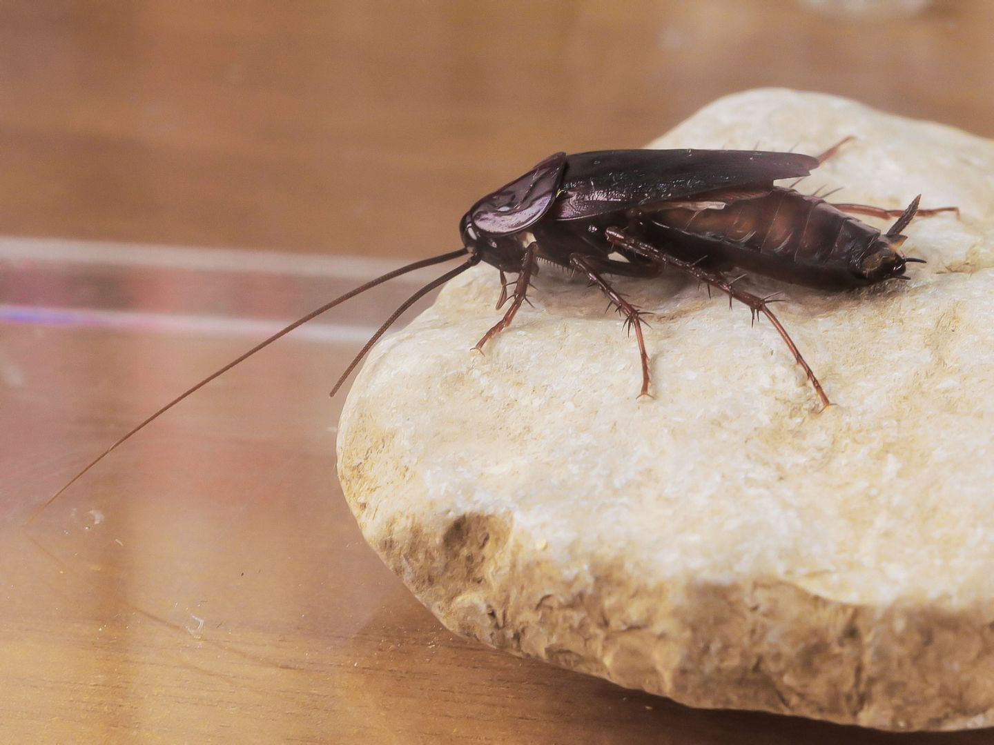 Blattidae - Blatta orientalis (maschio)